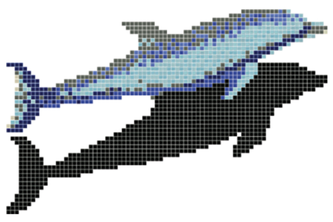 Y 55